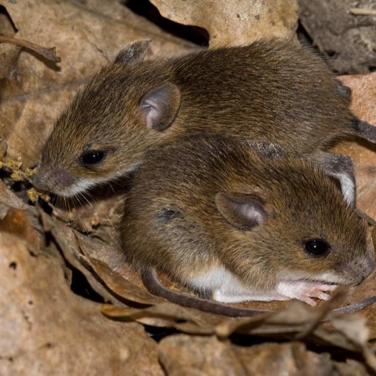 Уничтожения мышей в частном доме в Воронеже?