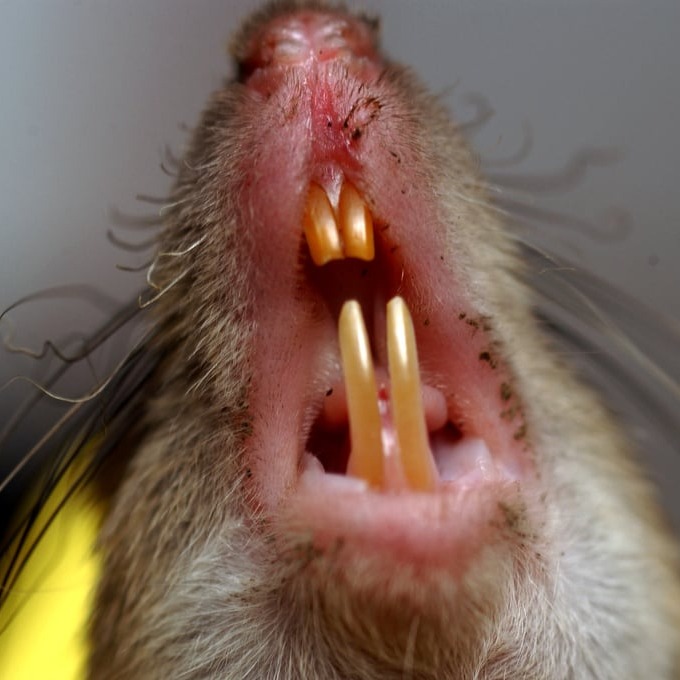 Дератизация крыс в Воронеже?